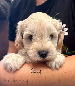 Ozzy