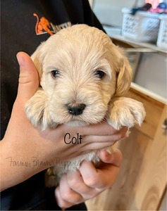 Colt